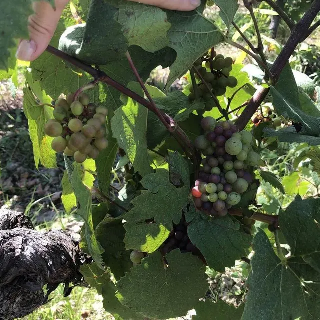 photo en ce milieu d’été, la véraison vient de débuter : les grains de raisin commencent à changer de couleur.  ©  photo le maine libre
