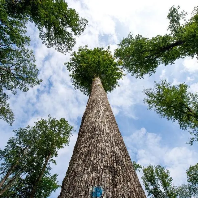 photo certains chênes de la forêt de bercé culminent à plus de 50 mètres de haut.  ©  lucie weeger, ouest-france