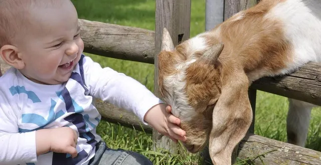 photo  envie de caresser une chèvre ? rendez-vous le 25 août.  &copy;  juliaved – fotolia archives 