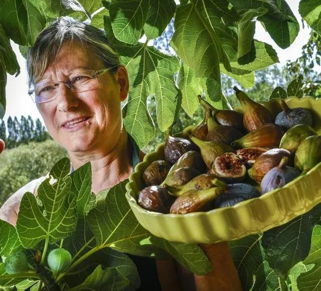 photo martine jardin, ici dans le verger de l’exploitation, « les délices de beauregard ».  ©  archives le maine libre – denis lambert
