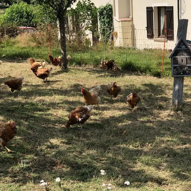 photo une trentaine de poules pondeuses sont aussi présentes à la ferme.  ©  le maine libre