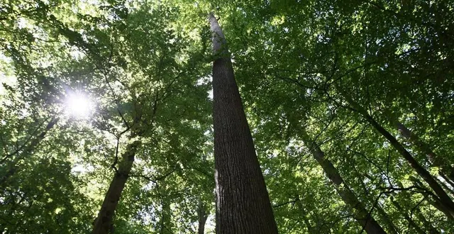 photo  pour la deuxième année consécutive, la randonnée vtt en forêt de perseigne est de nouveau annulée.  &copy;  archives le maine libre – denis lamnbert 