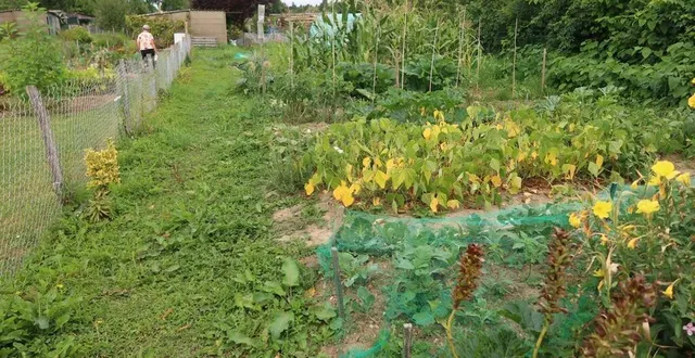 photo  c’est le cœur lourd que les jardiniers sarthois, à la ferté-bernard, ont pris leur décision : ils ne participeront pas au comice agricole des 3 au 6 septembre.  &copy;  photo le maine libre 
