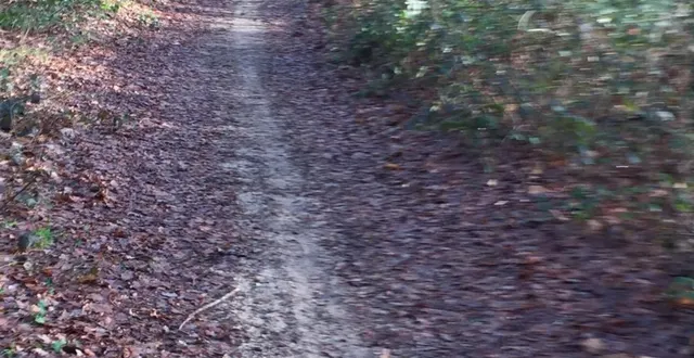 photo  les promeneurs pourront apprécier les sentiers qui se cachent dans les sous-bois.  &copy;  le maine libre 