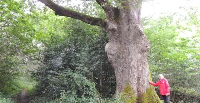 photo  le tronc du majestueux chêne du diable à villaines fait 6,5 m de circonférence.  &copy;  le maine libre 