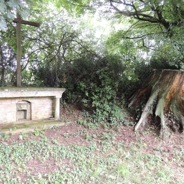 photo du chêne près de la croix de potence, dans le bois de lhommeau, à parcé-sur-sarthe, il ne reste plus qu’un énorme tronc.  ©  le maine libre