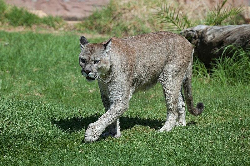 Puma attaque clearance