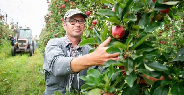 photo  jean-jacques pécot, arboriculteur à saint-mélaine-sur-aubance (maine-et-loire), a démarré la cueillette des pommes gala ce lundi.  &copy;  émile kemmel, ouest-france 