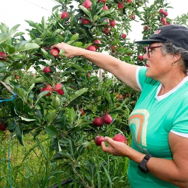 photo jean-jacques pécot embauche chaque année une vingtaine de travailleurs saisonniers pour récolter ses 24 ha de pommes et de poires.  ©  émile kemmel, ouest-france