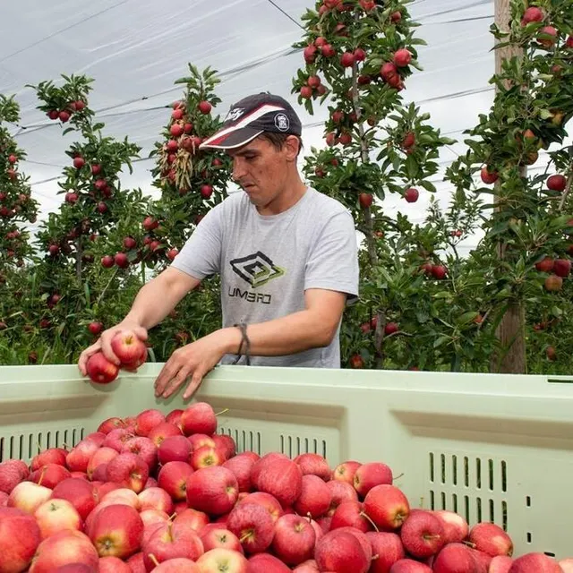 photo la récolte des vergers de haute perche pourrait être amputée de plus de 200 tonnes sur 22 hectares de pommiers.  ©  émile kemmel, ouest-france