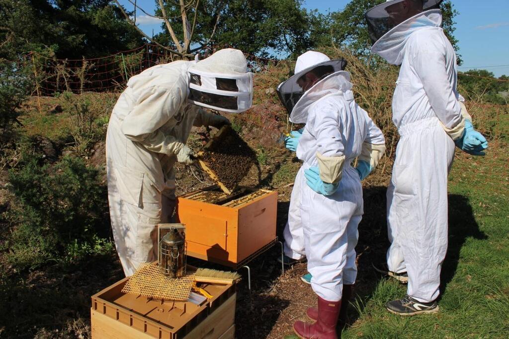 2021, année catastrophique pour les récoltes de miel en France et