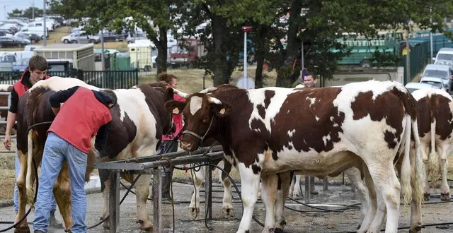 photo  la foire du mans réunira un nombre très important de bovins.  &copy;  archives le maine libre – denis lambert 