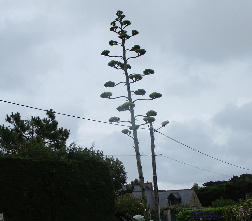 Camaret-sur-Mer. Un agave d'Amérique « nomade » de 8 m, dans la rue des  Pins 