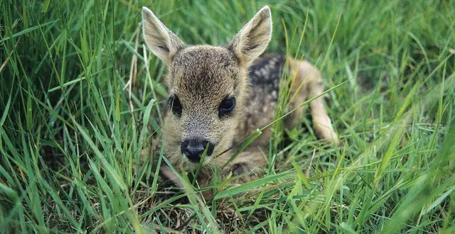 photo  l’office national des forêts organise un concours cet été ouvert à tous.  &copy;  onf 