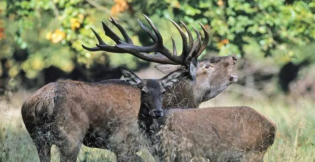 photo  respect et quiétude sont de rigueur en période de brame.  &copy;  onf 