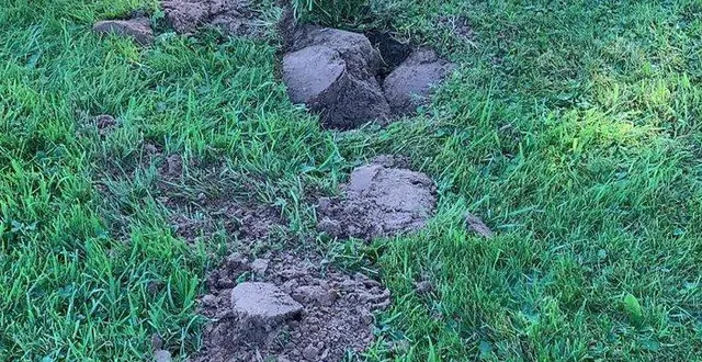 photo  des trous sur la pelouse du stade roger-quesnel.  &copy;  ouest-france 