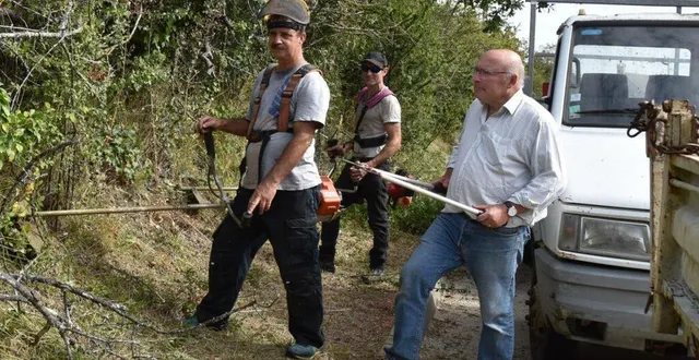 photo  une importante taille de haie le long de la rue principale.  &copy;  le maine libre 