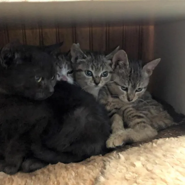 photo l’association prend en charge des chats abandonnés ou maltraités, mais aussi des chiens et des chevaux.  ©  ouest-france