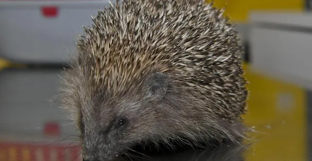 photo  l’animation permettra d’apprendre les techniques et les gestes à faire pour préserver les hérissons.  &copy;  archive le maine libre yvon loué 