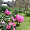 photo une vente aux enchères de pivoines aura lieu jeudi 16 septembre 2021 au château de sourches à saint-symphorien au nord du mans dans la sarthe.