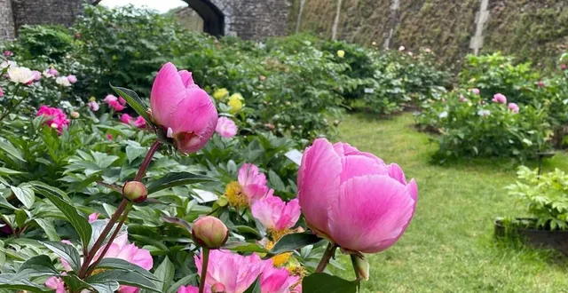 photo  une vente aux enchères de pivoines aura lieu jeudi 16 septembre 2021 au château de sourches à saint-symphorien au nord du mans dans la sarthe.  &copy;  dr 