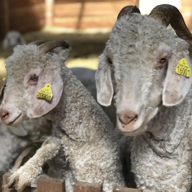 photo des petits chèvres angora dont la laine deviendra du mohair.  ©  le maine libre