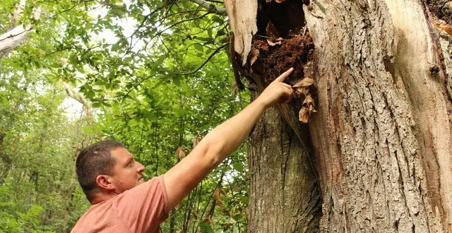 photo  lavernat, jeudi 9 septembre 2021. anthony belleteste montre une cavité à pique-prune dans un châtaignier de l’espace naturel sensible des guillaumeries.  &copy;  le maine libre 