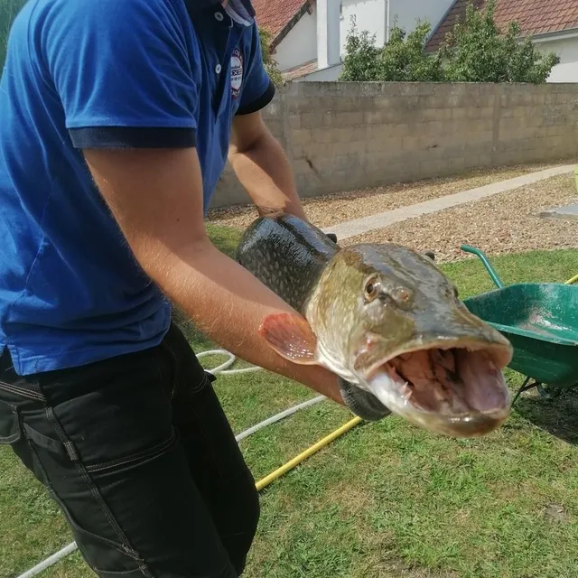 photo il a fallu à david plus de 20 minutes de combat et une quinzaine de tentatives pour prendre le dessus sur le poisson.  ©  collection privée