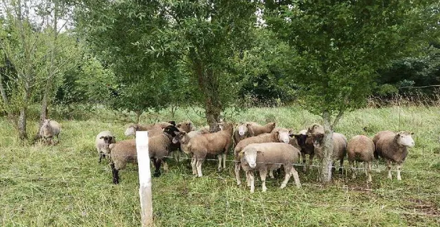 photo  ce sont 35 moutons qui désormais entretiennent une superficie de  26 000 mètres carrés appartenant à marolles-les-braults.  &copy;  le maine libre 
