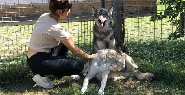 photo  le rendez-vous avec les loups, un moment particulier et toujours très apprécié pendant ces journées amérindiennes.  &copy;  archives le maine libre 