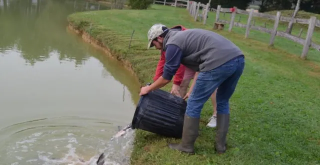 photo  les truites ont été prises dans un grand conteneur et déposées dans un grand seau avant d’être mises à l’eau.  &copy;  ouest-france 