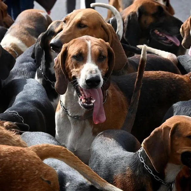 photo les chiens étaient aux premières loges dans le cortège.  ©  marc ollivier/ouest-france
