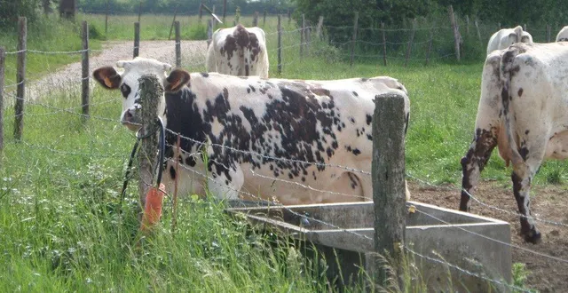 photo  la vache normande sera à l’honneur sur grand écran comme le troupeau, ici, du lycée agricole, véritable ambassadeur de cette race  &copy;  ouest-france 