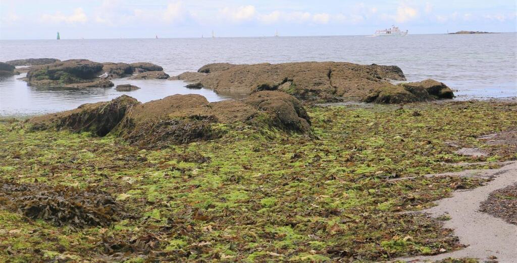 EN IMAGES. La biodiversité du littoral﻿ : reconnaître les algues et les  plantes, c'est facile