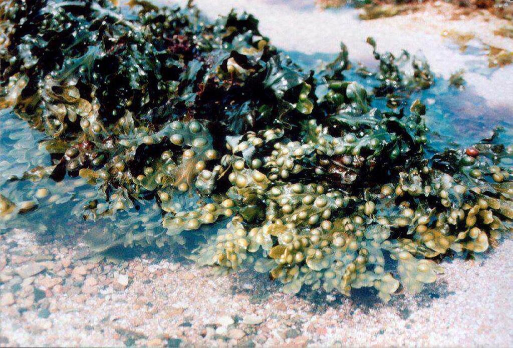EN IMAGES. La biodiversité du littoral﻿ : reconnaître les algues et les  plantes, c'est facile
