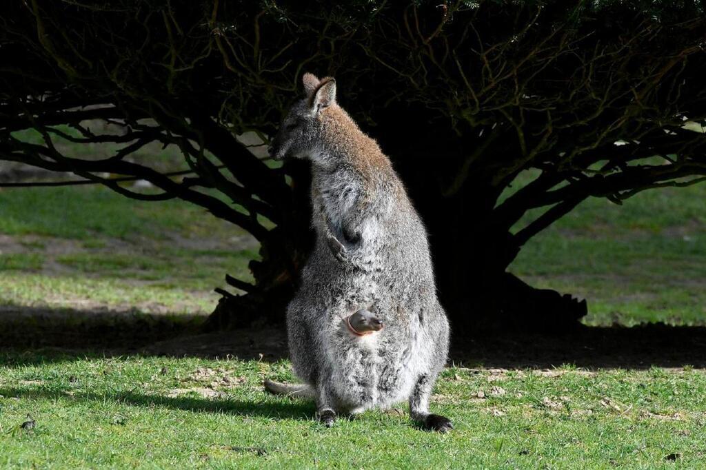 Nord. Un Wallaby Se Promène En Liberté Sur La Voie Publique, Les ...