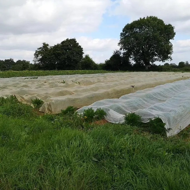photo pour éviter les mouches, coralie pousset cultive les carottes sous des voiles qu’elle avoue « ne pas trop aimer » car ils sont composés de plastique.  ©  ouest-france
