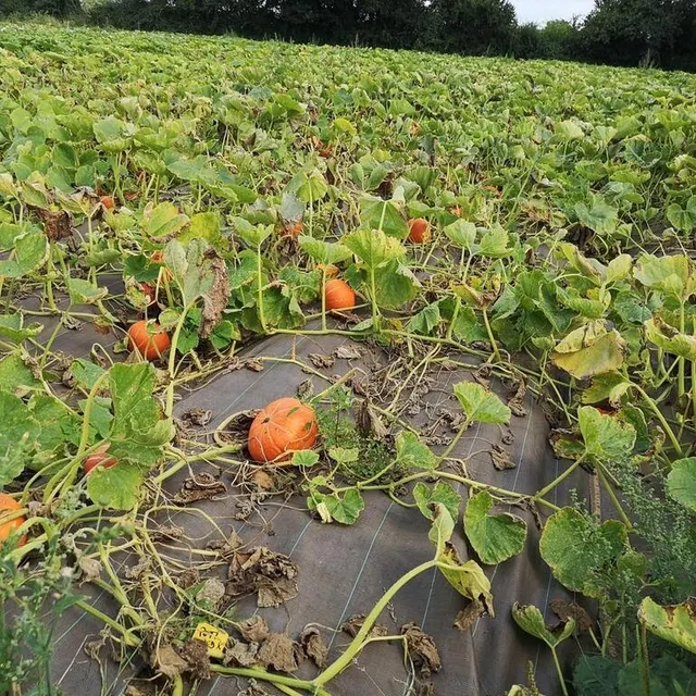 photo les potimarrons ont plusieurs mois d’avance.  ©  ouest-france