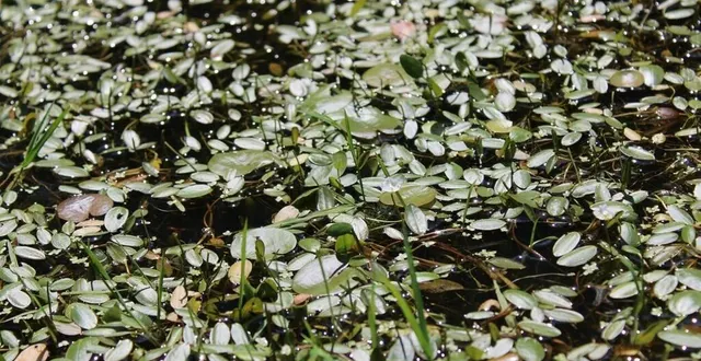 photo  le flûteau nageant apprécie le milieu acide du marais du grand-hazé.  &copy;  ouest-france 