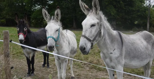 photo  l’un des deux ânes a été tué (photo d’illustration).  &copy;  archives ouest-france 