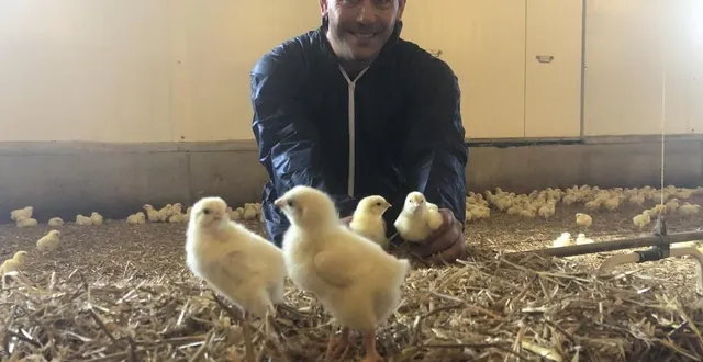 photo  chez alexandre plu, un grand soin est apporté à la qualité de vie des volailles.  &copy;  bruno mortier 