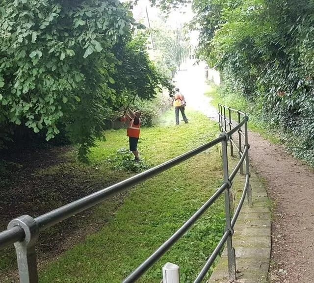 photo la vigoureuse renouée du japon, plante herbacée pionnière, est classée envahissante : « elle quasiment impossible à éradiquer, expliquent les agents communaux. nous nous contentons de contrôler sa croissance. »  ©  ouest-france