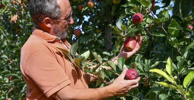 photo  beaumont-pied-de-boeuf, jeudi 2 septembre 2021. patrick langevin nous montre que les fruits arrivent tranquillement à maturité.  &copy;  le maine libre - yvon loue 