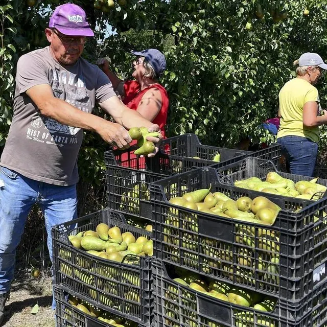photo la cueillette des poires a commencé depuis le 23 août 2021.  ©  le maine libre - yvon loue