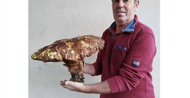 photo  patrick charron a cueilli un cèpe de plus de 4 kg.  &copy;  dr 