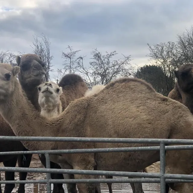 Tous les dromadaires prennent la pose pour la photo de famille. Ouest-France photo tous les dromadaires prennent la pose pour la photo de famille. © ouest-france