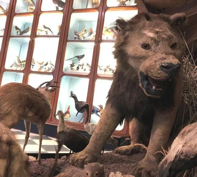 photo insolite ! le prytanée militaire abrite une collection de 250 animaux empaillés, salle taupenot.  ©  ouest-france