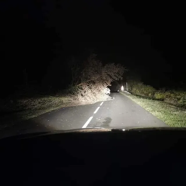 photo un arbre couché près de brûlon.  ©  internaute