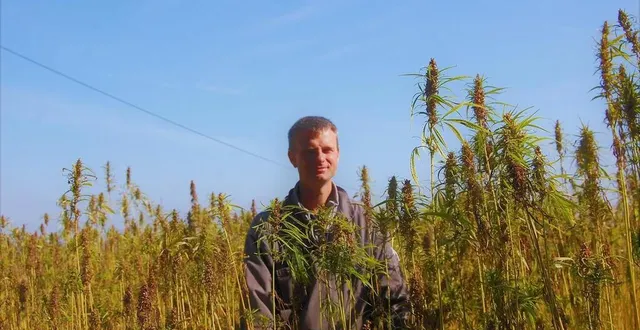 photo  samuel deschoolmeester, de la ferme du chailloué, ici, dans son champ de chanvre prêt à être récolté.  &copy;  ouest-france 
