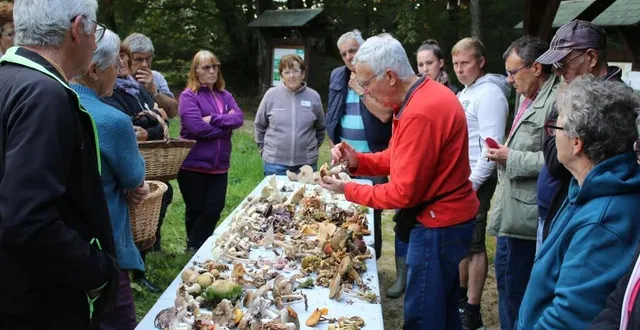 photo  dans le massif forestier de perseigne, une récente cueillette de champignons, encadrée par andré février, président de la société mycologique de la sarthe (à droite).  &copy;  ouest-france 